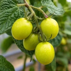 Päronmelon - Set om 3 - Solanum Muricatum 'Pepino gold' - Höjd 25-40cm - ⌀9cm
