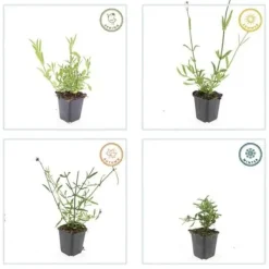 Prydnads verbena - Verbena bonariensis - Kruka 9cm - Set med 12 plantor