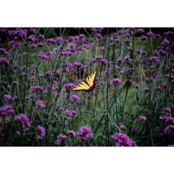 Prydnads verbena - Verbena bonariensis - Kruka 9cm - Set med 12 plantor