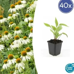 Prydnadsbuske - Echinacea purpurea 'White Swan' - 9 cm kruka - Set med 40 växter