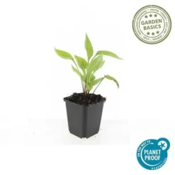 Prydnadsbuske - Echinacea purpurea 'White Swan' - 9 cm kruka - Set med 40 växter