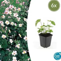 Best Prydnadsbuske - Höstanemon - Anemone tomentosa 'Robustissima' - 9cm kruka - Set med 6 växter Buskar