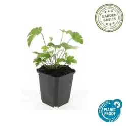 Best Prydnadsbuske - Höstanemon - Anemone tomentosa 'Robustissima' - 9cm kruka - Set med 6 växter Buskar