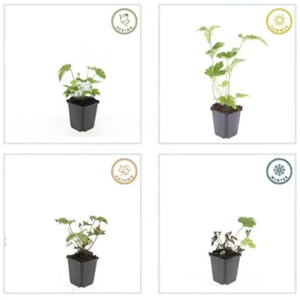 Best Prydnadsbuske - Höstanemon - Anemone tomentosa 'Robustissima' - 9cm kruka - Set med 6 växter Buskar