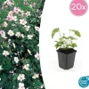 Prydnadsbuske - Höstanemon - Anemone tomentosa 'Robustissima' - kruka 9cm - Set med 20 växter