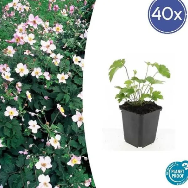 New Prydnadsbuske - Höstanemon - Anemone tomentosa 'Robustissima' - Kruka 9cm - Set med 40 växter Buskar