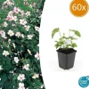 Prydnadsskrubb - Höstanemon - Anemone tomentosa 'Robustissima' - 9 cm kruka - Set med 60 växter
