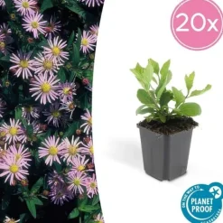 Prydnadsskrubb - Vildaster - Aster ageratioides 'Asran' - 9 cm kruka - Set med 20 växter Trädgårdsväxter