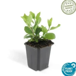 Prydnadsskrubb - Vildaster - Aster ageratioides 'Asran' - 9 cm kruka - Set med 20 växter Trädgårdsväxter