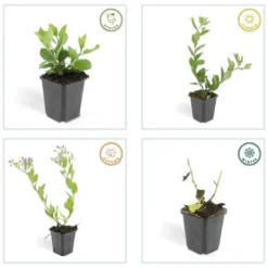 Prydnadsskrubb - Vildaster - Aster ageratioides 'Asran' - 9 cm kruka - Set med 20 växter Trädgårdsväxter