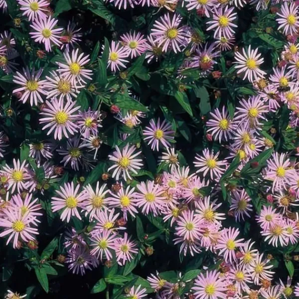 Prydnadsskrubb - Vildaster - Aster ageratioides 'Asran' - 9 cm kruka - Set med 20 växter Trädgårdsväxter