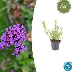 Prydnadsverbena - Verbena bonariensis - 9 cm kruka - Set med 6 växter