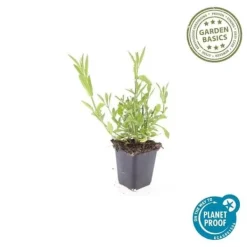 Prydnadsverbena - Verbena bonariensis - 9 cm kruka - Set med 6 växter