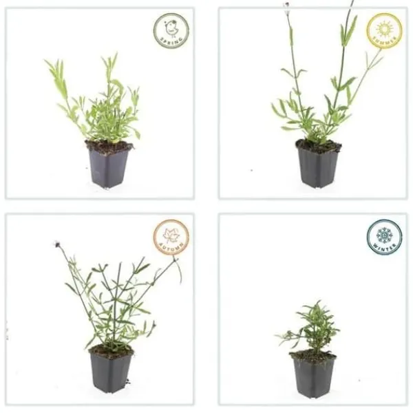 Prydnadsverbena - Verbena bonariensis - 9 cm kruka - Set med 6 växter