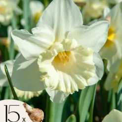 Påsklilja - Set om 15 - Narcissus 'Mount Hood' - Blomlökar - Geel