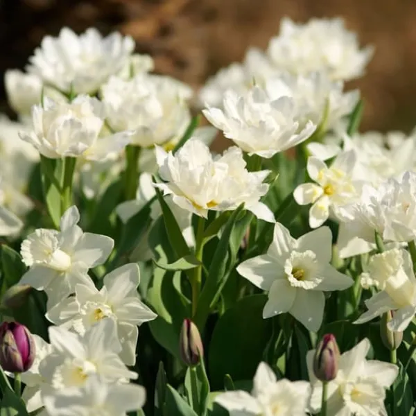 Påsklilja - Set om 15 - Narcissus 'Mount Hood' - Blomlökar - Geel