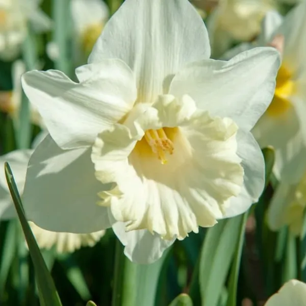 Påsklilja - Set om 15 - Narcissus 'Mount Hood' - Blomlökar - Geel
