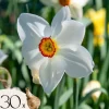New Påsklilja - Set om 30 - Narcissus 'Recurvus' - Blomlökar - Vit Fröer & Lökar