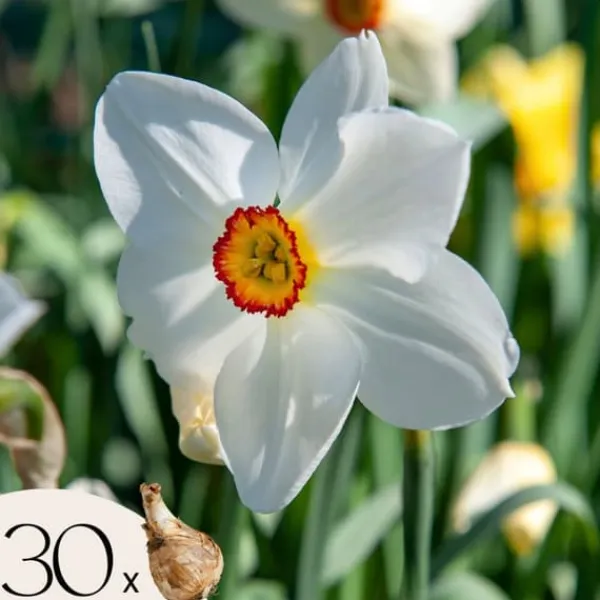 New Påsklilja - Set om 30 - Narcissus 'Recurvus' - Blomlökar - Vit Fröer & Lökar