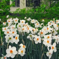 New Påsklilja - Set om 30 - Narcissus 'Recurvus' - Blomlökar - Vit Fröer & Lökar