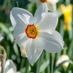 New Påsklilja - Set om 30 - Narcissus 'Recurvus' - Blomlökar - Vit Fröer & Lökar