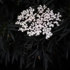 Purpurfläder - Set om 4 - Sambucus nigra 'Black Lace' - Höjd 25-40cm - ⌀17cm