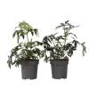 New Purpurfläder - Set om 2 - Sambucus nigra 'Black Lace' - Höjd 25-40cm - ⌀17cm Buskar