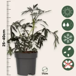 New Purpurfläder - Set om 2 - Sambucus nigra 'Black Lace' - Höjd 25-40cm - ⌀17cm Buskar