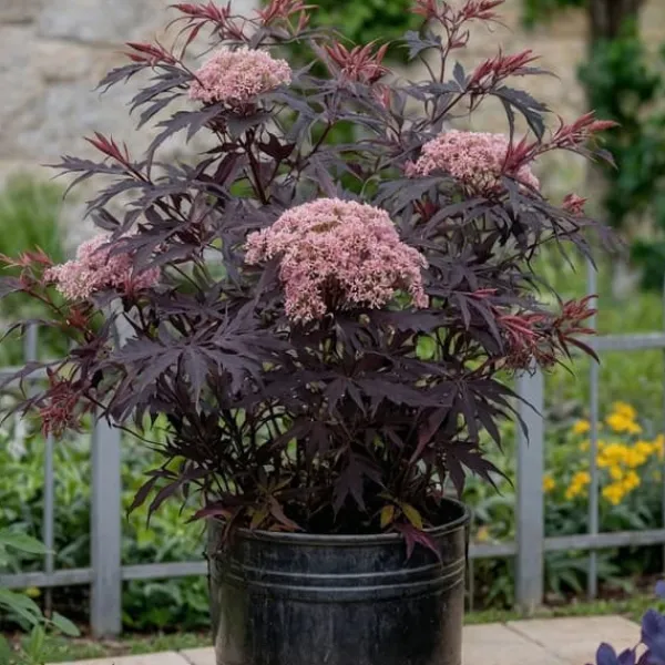 New Purpurfläder - Set om 2 - Sambucus nigra 'Black Lace' - Höjd 25-40cm - ⌀17cm Buskar