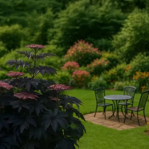 New Purpurfläder - Set om 2 - Sambucus nigra 'Black Lace' - Höjd 25-40cm - ⌀17cm Buskar