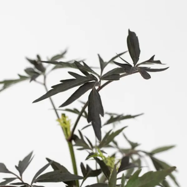 New Purpurfläder - Set om 2 - Sambucus nigra 'Black Lace' - Höjd 25-40cm - ⌀17cm Buskar