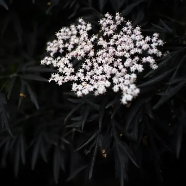New Purpurfläder - Set om 2 - Sambucus nigra 'Black Lace' - Höjd 25-40cm - ⌀17cm Buskar