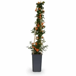 Discount Pyracantha Soleil d'Or - Eldtornbuske Ø15 cm, Höjd ca 65 cm Buskar