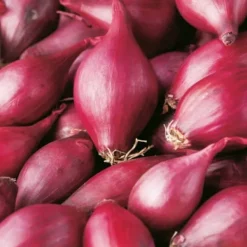 Röd Carmen Vårlök Storlek 10-21 3g