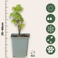 Outlet Röda vinbär - Set om 3 - Ribes rubrum - Höjd 25-40cm - ⌀9cm Buskar