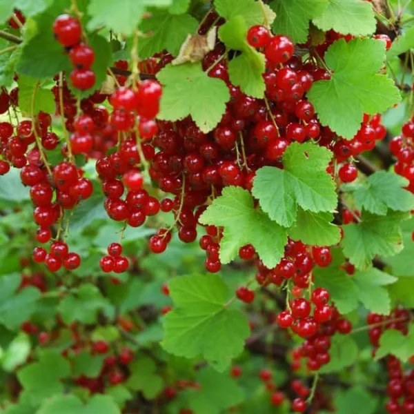 Outlet Röda vinbär - Set om 3 - Ribes rubrum - Höjd 25-40cm - ⌀9cm Buskar
