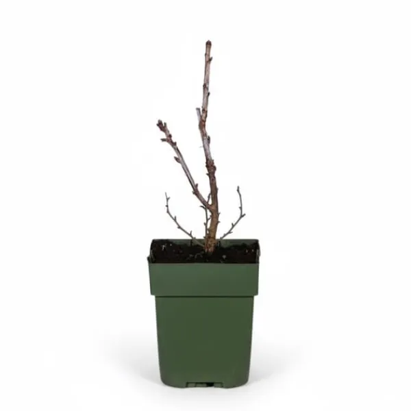 Röda Vinbär 'Jonkheer van Tets' Buske Ø13 cm ↕45 cm