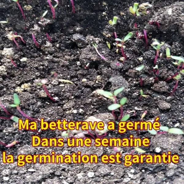 Rödbeta frön - TD - Sockerinnehåll 5% - Groning 90% - Hemträdgård - Renhet 98%