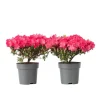 Discount Rhodondendron buske - Set om 2 - Rhod. azalea 'Anouk' - Höjd 25-40cm - ⌀17cm Buskar