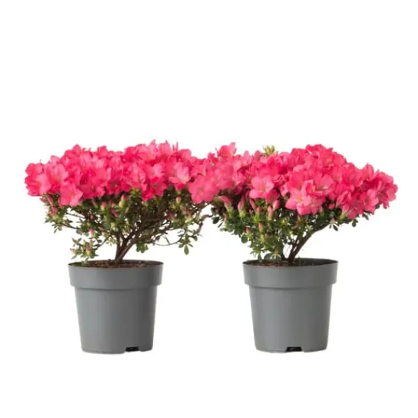 Discount Rhodondendron buske - Set om 2 - Rhod. azalea 'Anouk' - Höjd 25-40cm - ⌀17cm Buskar