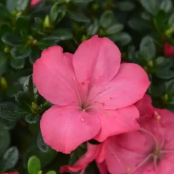 Discount Rhodondendron buske - Set om 2 - Rhod. azalea 'Anouk' - Höjd 25-40cm - ⌀17cm Buskar