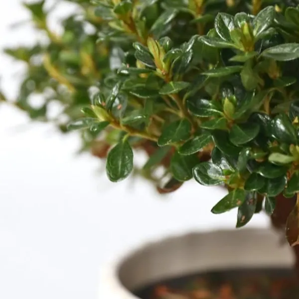 Discount Rhodondendron buske - Set om 2 - Rhod. azalea 'Anouk' - Höjd 25-40cm - ⌀17cm Buskar