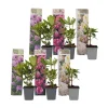 New Rhodondendron buske - Set om 6 - Rhododendron catawbiense - Höjd 25-40cm - ⌀9cm Buskar