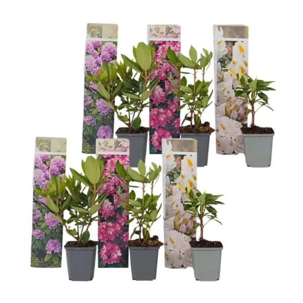 New Rhodondendron buske - Set om 6 - Rhododendron catawbiense - Höjd 25-40cm - ⌀9cm Buskar
