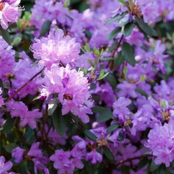 New Rhodondendron buske - Set om 6 - Rhododendron catawbiense - Höjd 25-40cm - ⌀9cm Buskar