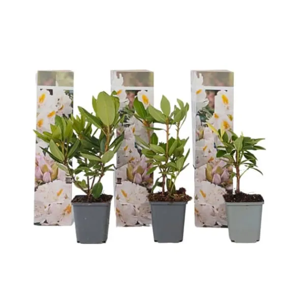 Discount Rhodondendron buske - Set om 3 - Rhododendron - Höjd 25-40cm - ⌀9cm Buskar