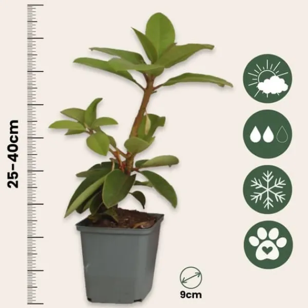 Discount Rhodondendron buske - Set om 3 - Rhododendron - Höjd 25-40cm - ⌀9cm Buskar