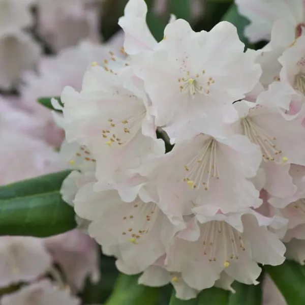 Discount Rhodondendron buske - Set om 3 - Rhododendron - Höjd 25-40cm - ⌀9cm Buskar