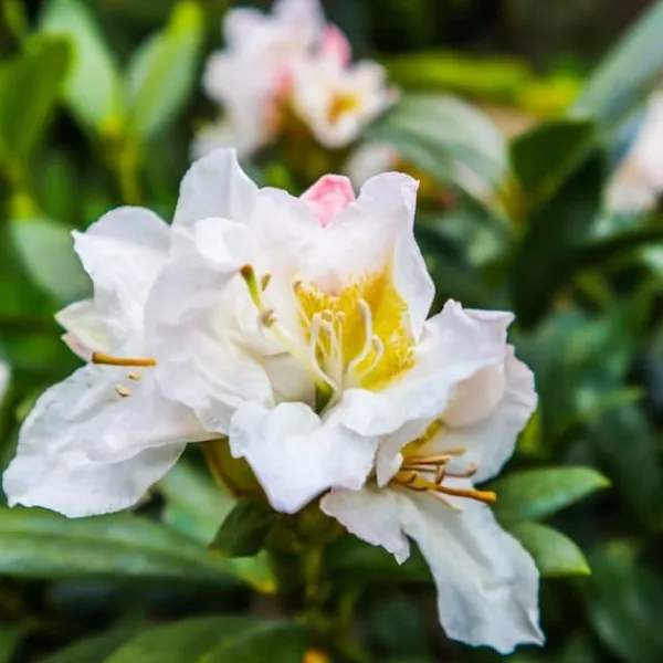 Discount Rhodondendron buske - Set om 3 - Rhododendron - Höjd 25-40cm - ⌀9cm Buskar
