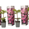 Rhodondendron buske - Set om 3 - Rhododendron roseum - Höjd 25-40cm - ⌀9cm Buskar